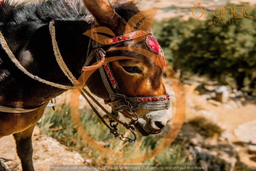 Private Lasithi Plateau & Zeus Cave - Tour Details