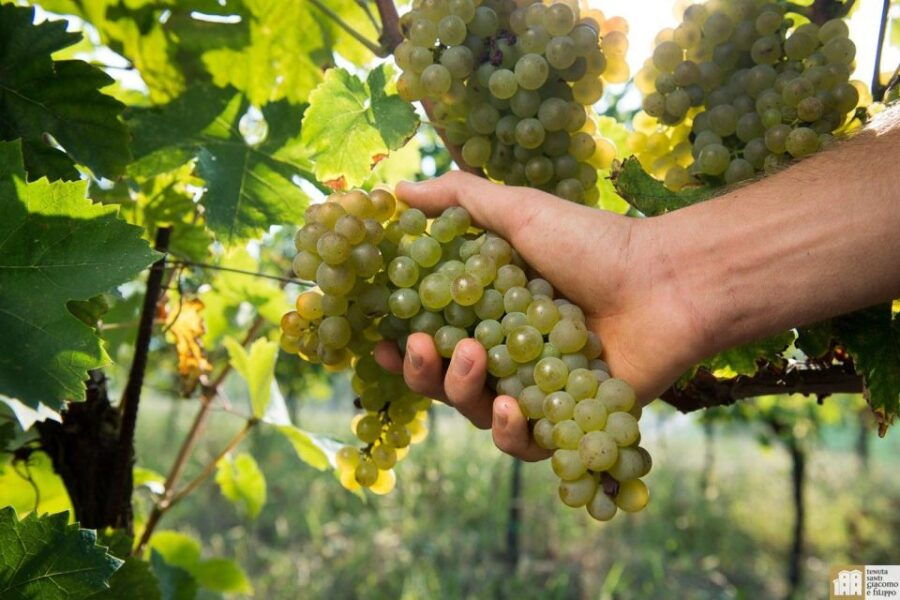 Private Pavia & Oltrepo Pavese Full-Day Tour From Milan - Good To Know