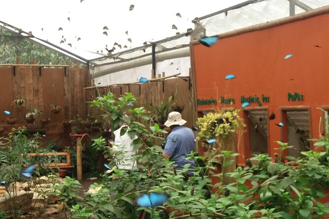 Private Tour to Mindo With Hummingbird Reserve, Tarabita and Butterfly Farm