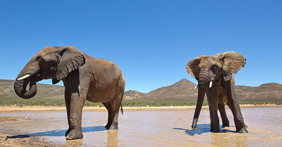 Private Transfer Service: Cape Town to Aquila Game Reserve
