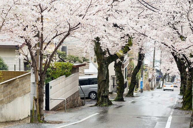 Private Unique Kobe Cherry Blossom Sakura Experience - Good To Know