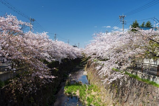 Private & Unique Nagoya Cherry Blossom Sakura Experience