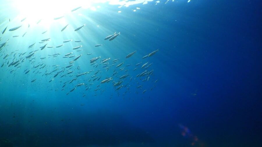 Puerto Del Carmen: Snorkeling Trip With Dive Instructor - Activity Details