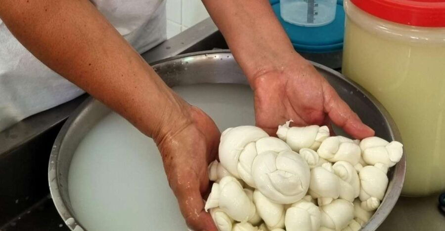 Putignano: Make and Taste Still Warm Mozzarella