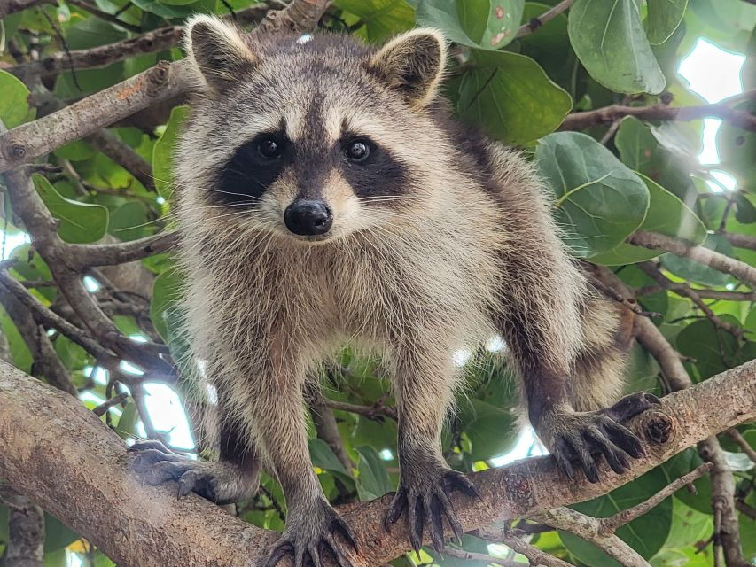 Raccoon Island: Exploration on SUP/Kayak
