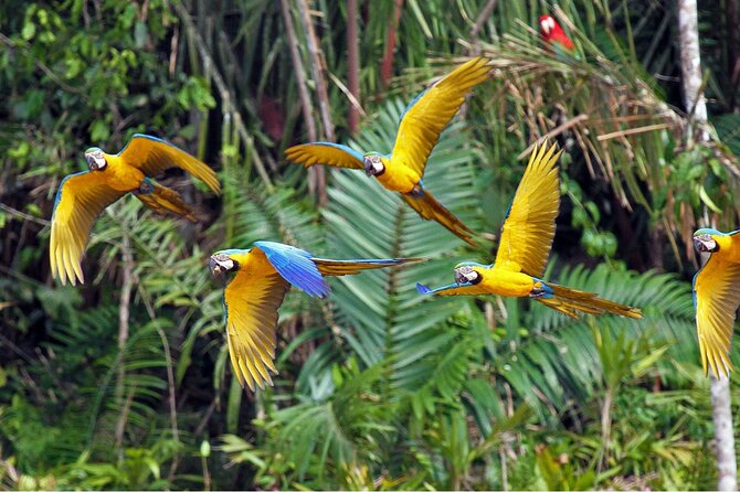 Rainforest Peru 3 Days Tour