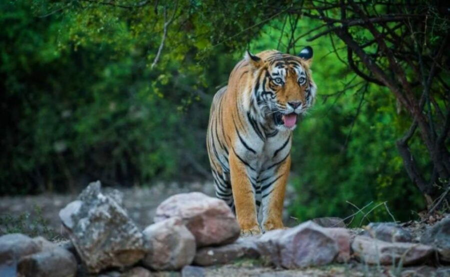 Ranthambore National Park Safari Booking - Booking Details