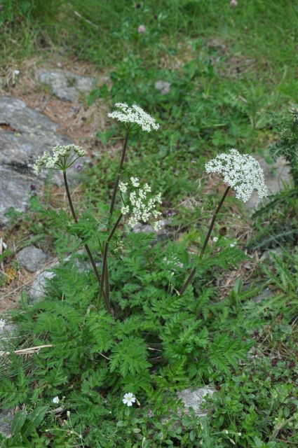 RARE PLANTS IN AOSTA VALLEY