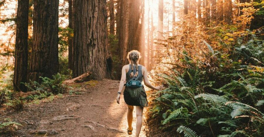 Redwoods Full Day Private Tour and Hike