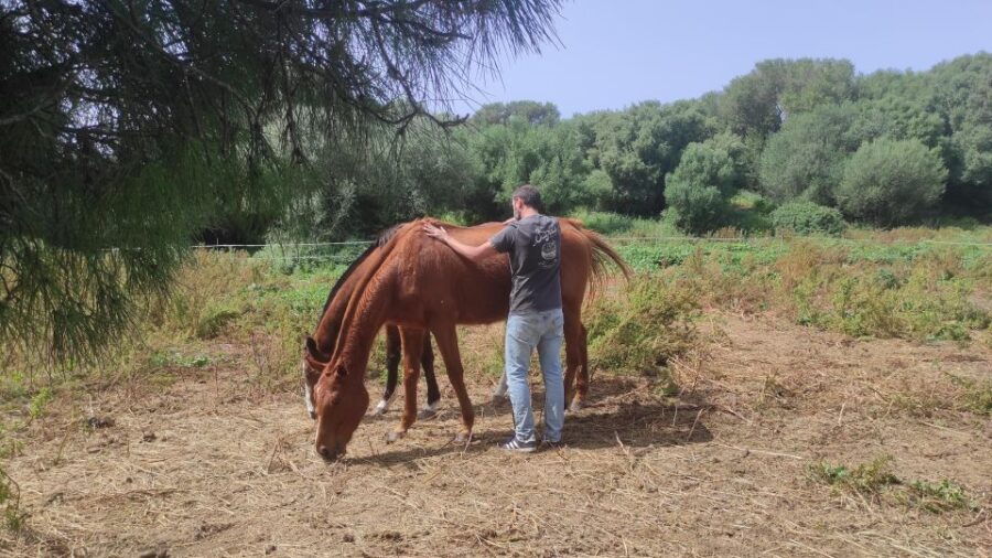 Relax & Mindfulness With Horses in Vejer De La Frontera - Good To Know