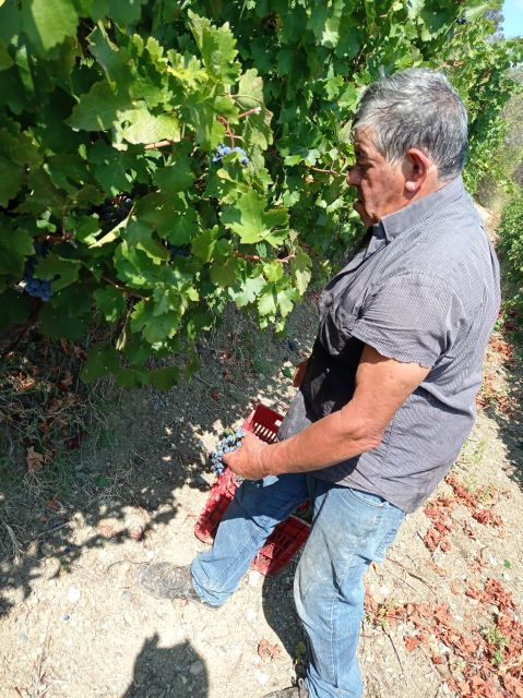 Rethymno: Private Wine Tour of Dafnes Valey With Lunch