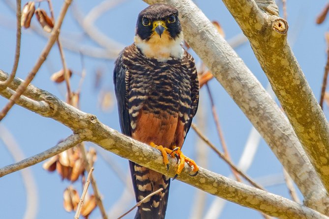 Rio Maya Bird Sanctuary and Spanish Lookout All Inclusive Birdwatching Tour