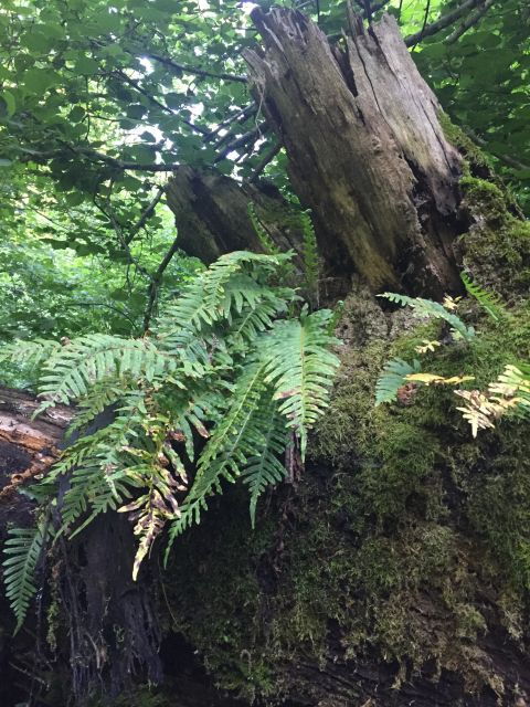 Rome: Forest Bathing Experience - Cancellation Policy and Reservation Details