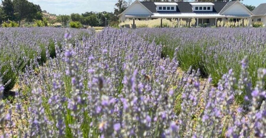 Sacramento: Capay Valley Farm Tour With Lunch & Wine - Good To Know