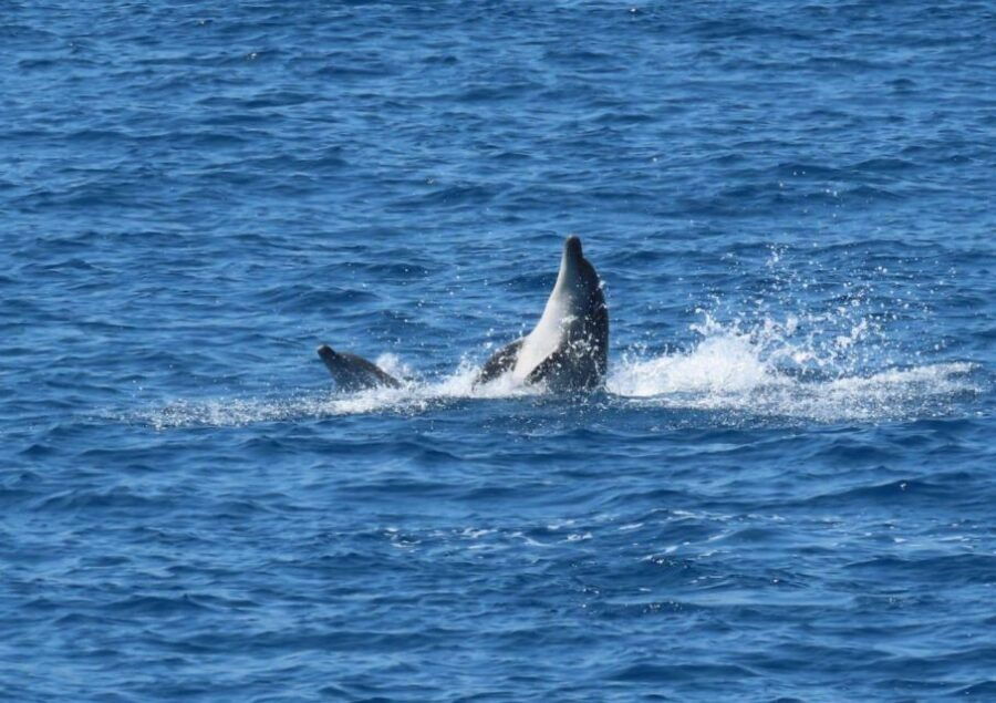 Sail Away in Kos: Unveil 3 Greek Isles' Secrets! - Plati Island: A Tranquil Escape