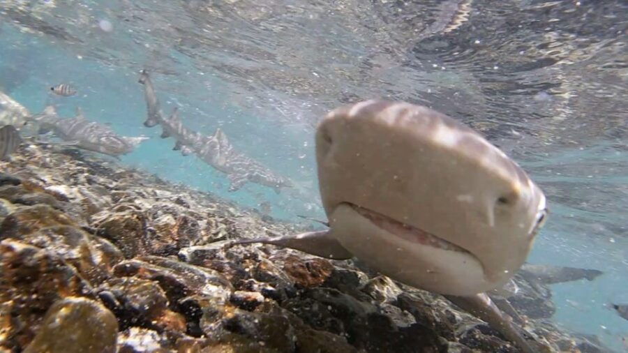 Sal Island: Shark Bay Experience From Santa Maria