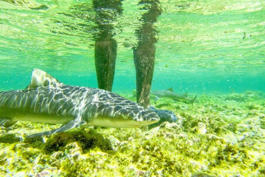 Sal: Small Group Island Tour & Lunch With a Local Family