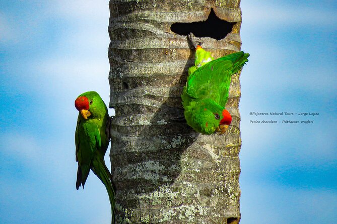 Salento: Birding Tour for Beginners
