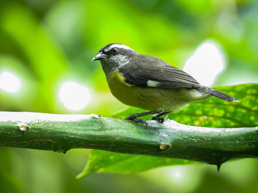 Salento: Private Birding Tour for Beginners and Intermediate - Inclusions
