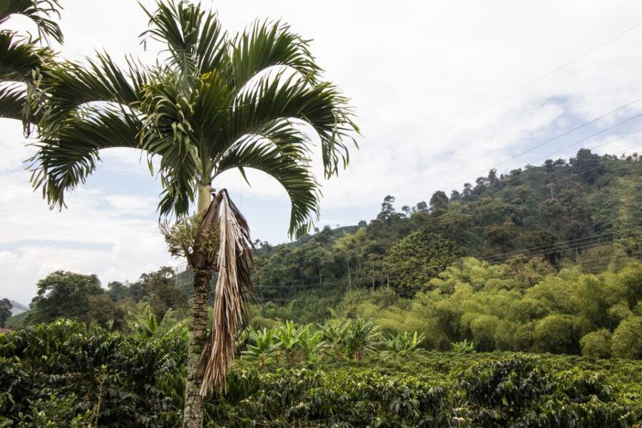 Salento: Private Hacienda Venecia Coffee Tour - Good To Know