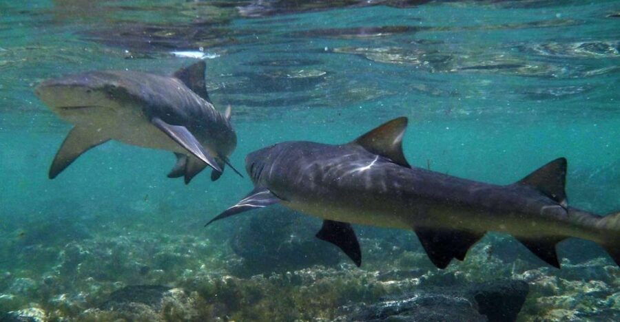 Salt Pans & Lemon Sharks Experience