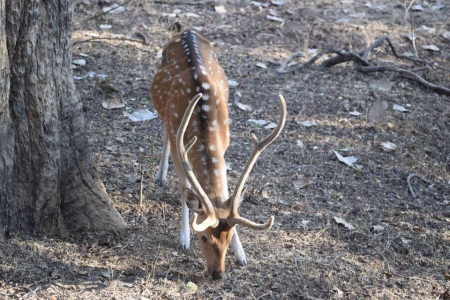 Same Day Ranthambhore WildLife Tour From Jaipur - Itinerary