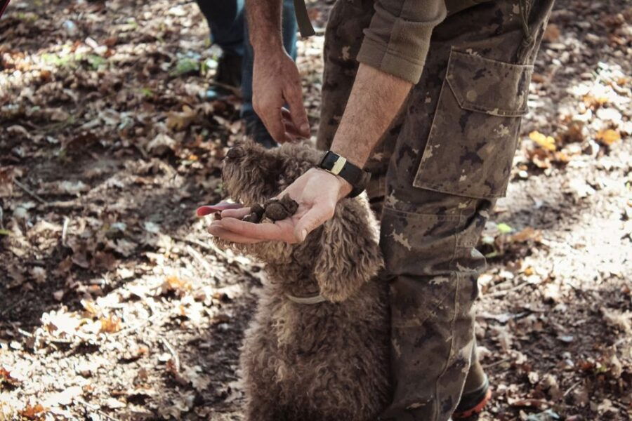 San Gimignano: Truffle Hunting With Lunch & Wine Tasting