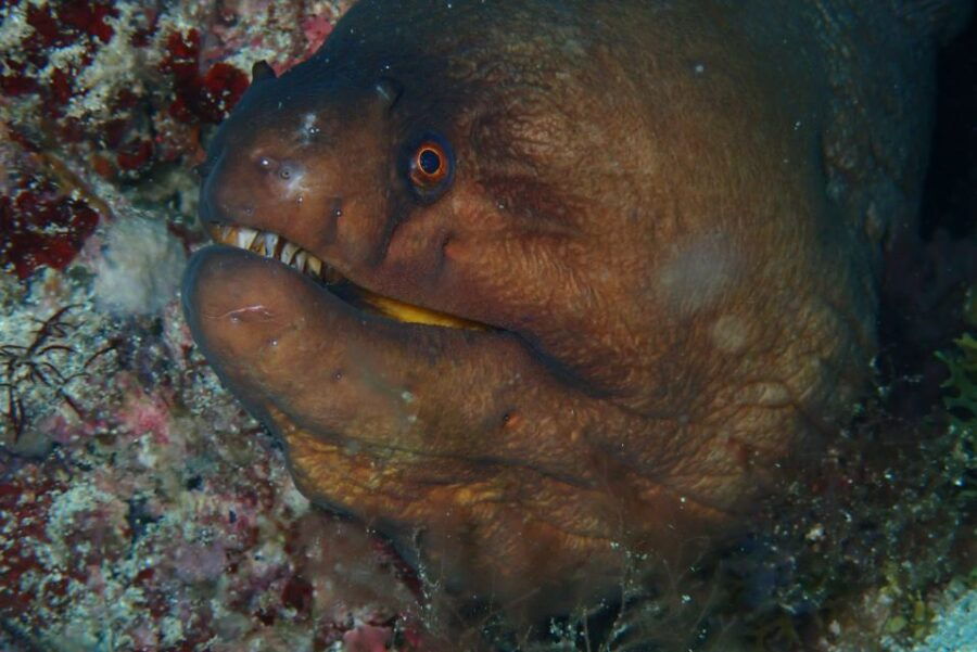 Santa Maria: Advance Open Water Diver - PADI or SSI Course - Inclusions