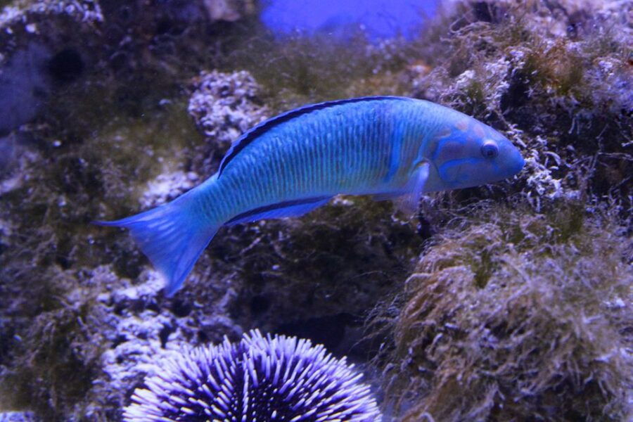 Santa Maria Al Bagno: Aquarium of Salento Ticket and Tour