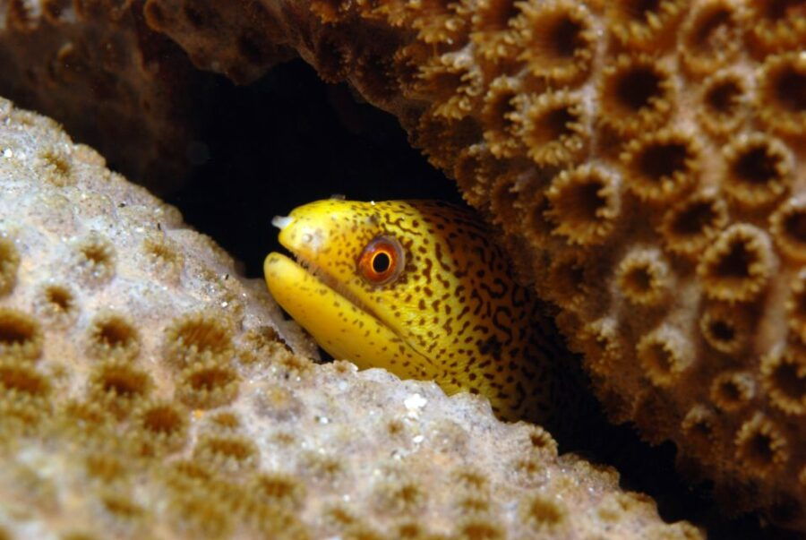 Santa Maria: Review Diving Course With 2 Guided Dives