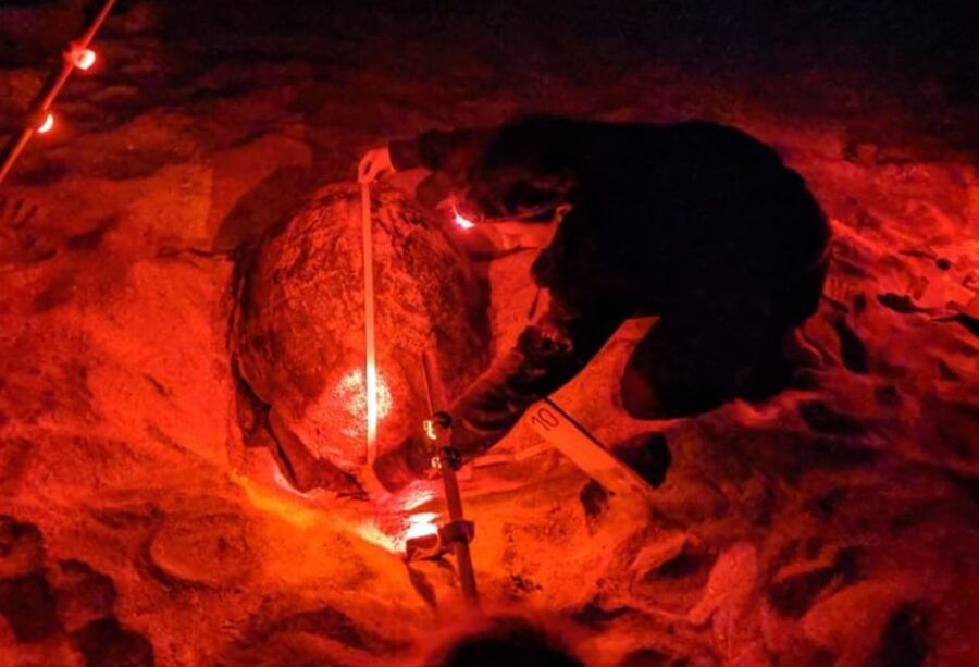 Santa Maria, Sal Island: Sea Turtle Watching Experience