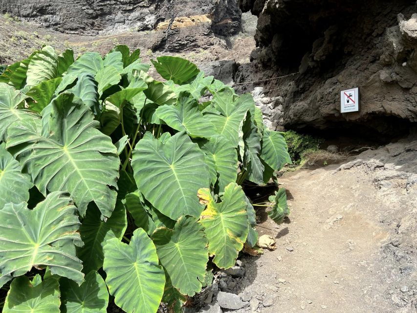 Santiago Del Teide: Masca Canyon Full-Day Guided Hiking Tour