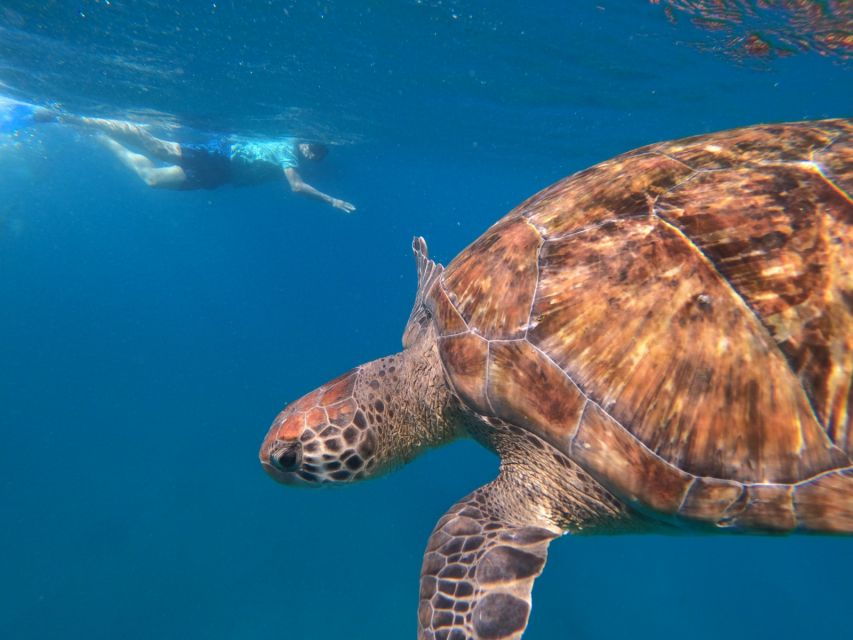 São Vicente: Snorkeling With Turtles Breathtaking Experience