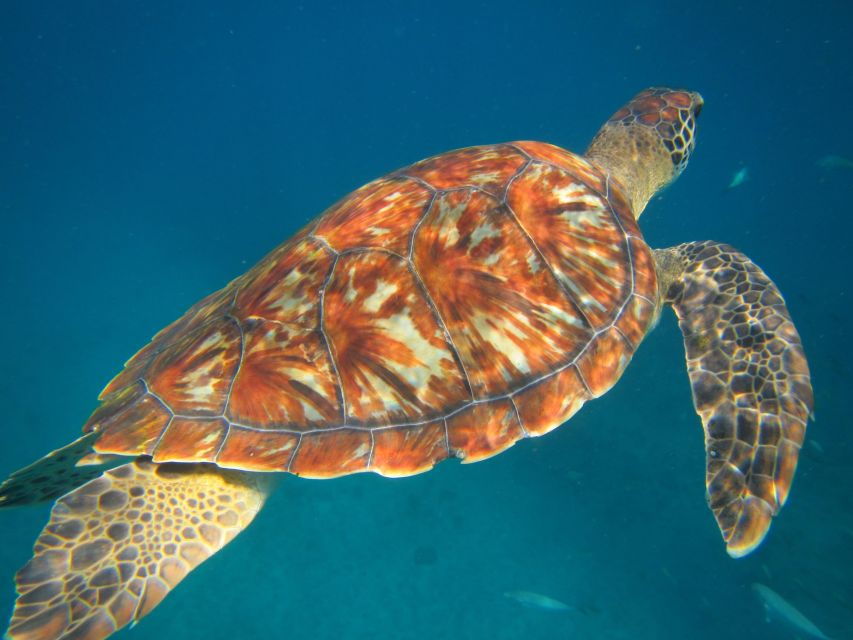 São Vicente: Swimming and Snorkeling Tour With Sea Turtles