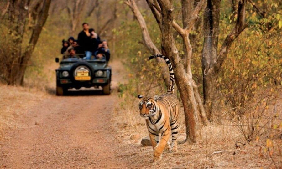 Sawai Madhopur : Ranthambore Guided Safari Trip - Good To Know