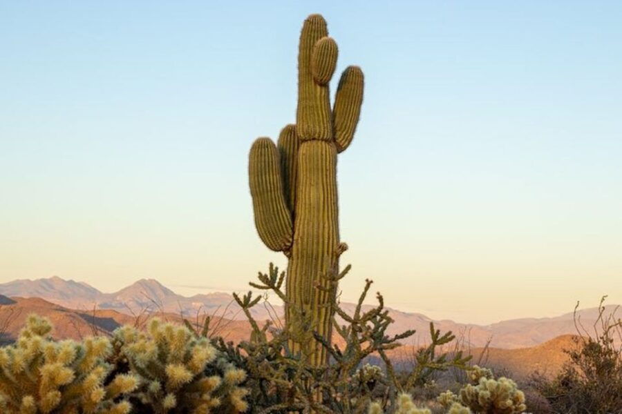 Scottsdale: McDowell Sonoran Preserve Hiking Tour - Good To Know