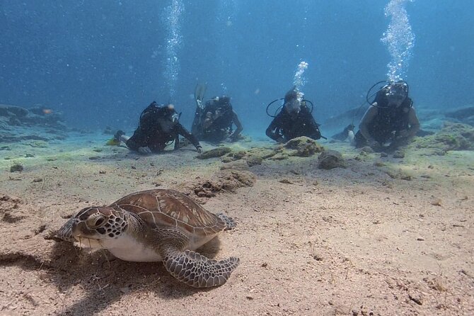 Scuba Diving Experience + Free Video - Location and Discover Scuba Diving Session