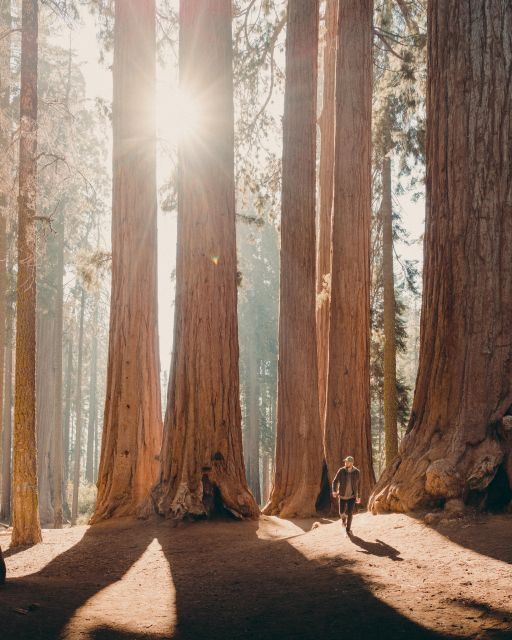 Sequoia: Private Tour & Hike - Experience Highlights