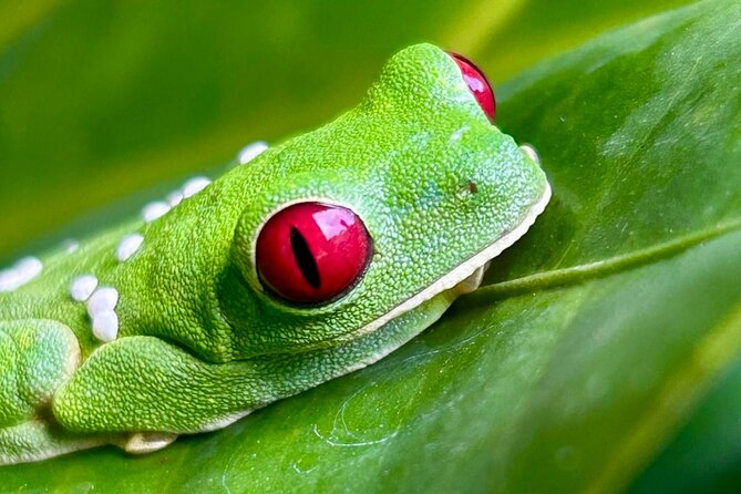 Shared Night Tour Forest Experience in Manuel Antonio - Booking Confirmation and Accessibility