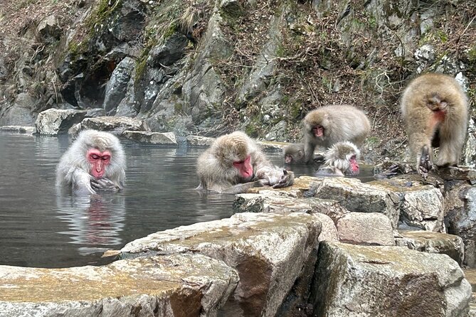Shuttle Van Tour Snow Monkey Park, To-And-From Tokyo