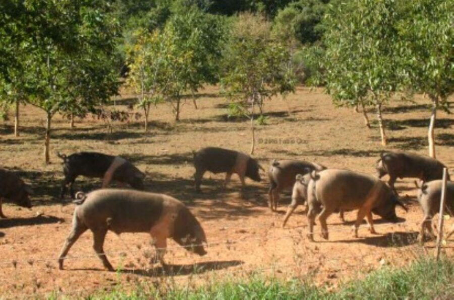 Siena: Visit to a Traditional Cinta Senese Pig Farm - Booking Information Highlights