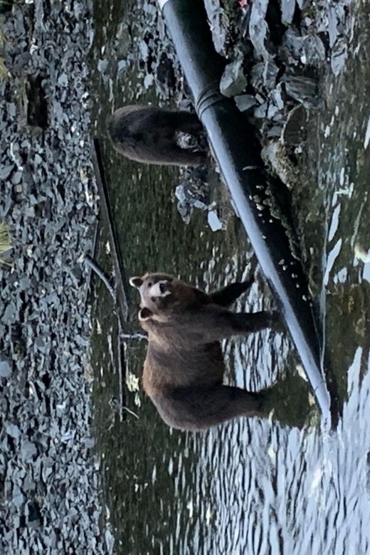 Sitka: Whale Watching, Kyaking, Hot Springs, Nature Tours - Highlights