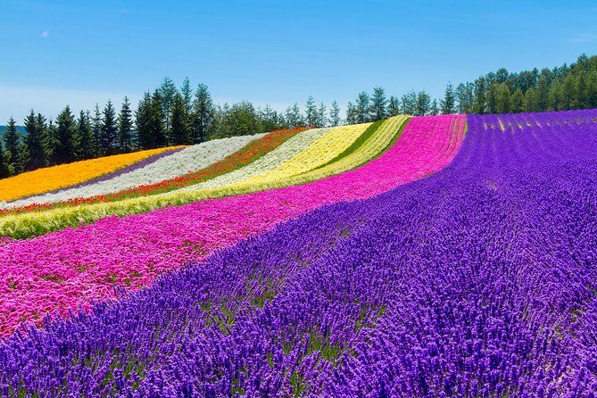 SkyExpress: Furano & Biei Customised Private Day Tour (Up to 15 Passengers)
