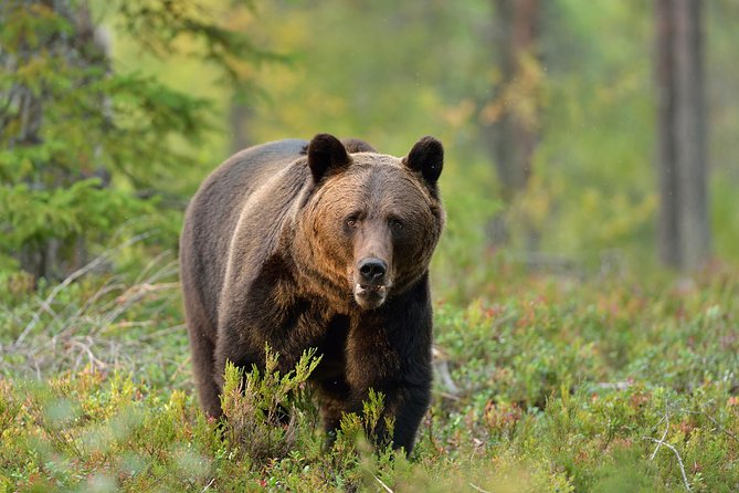Small-Group Brown Bear-Watching Experience From Brasov