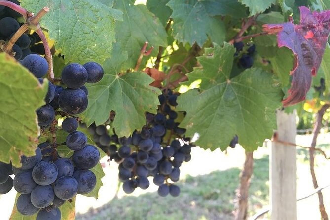 Small Group Tour in 2 Wineries in Luján De Cuyo or Maipú