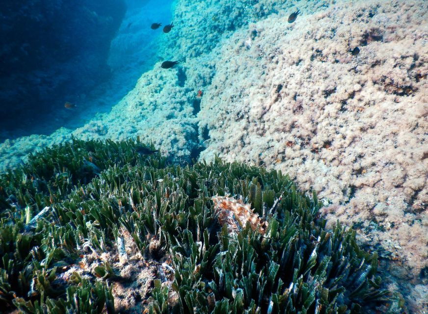 Snorkeling Tour in Levanto: Discover the Wonders of the Sea!