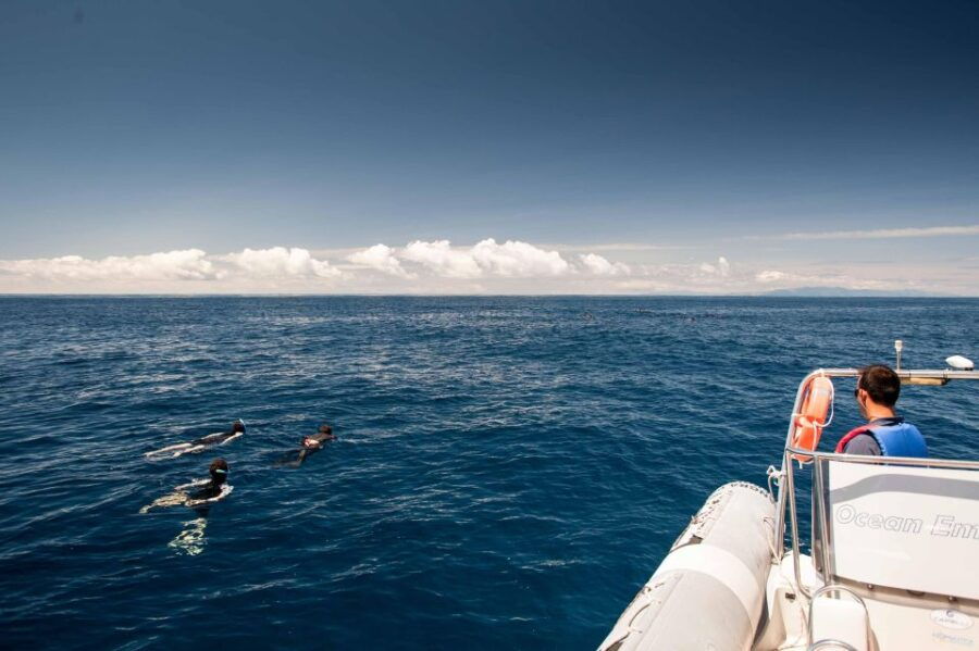 Snorkeling Wildlife in Terceira Island - Good To Know