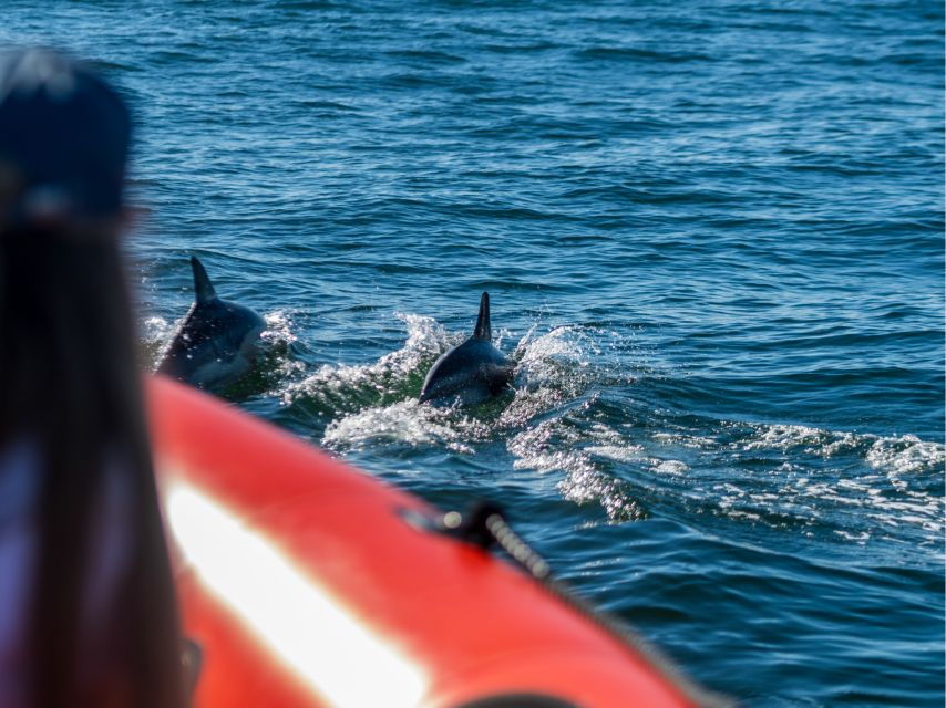 South Route: Dolphin Watching - Pricing Information