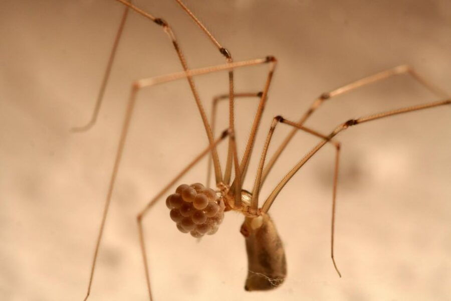 SPIDERS - WATCHING - Event Details