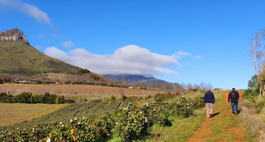 Stellenbosch: Guided Vineyard Hike and Wine Tasting - Important Information